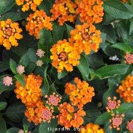 Lantana camara 'Bandana Sunrise Orange'