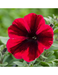 Petunia 'Potunia' bicolore