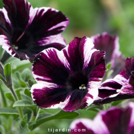 Pétunia 'Potunia' bicolore