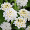 Lantana camara 'Avalanche'