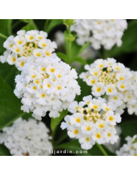 Lantana camara 'Avalanche'