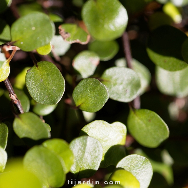 Muehlenbeckia complexa