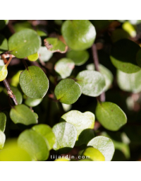 Muehlenbeckia complexa