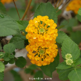 Lantana camara 'Safran'