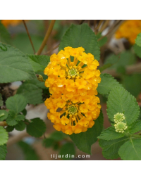 Lantana camara 'Safran'