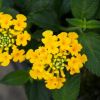 Lantana camara 'Safran'