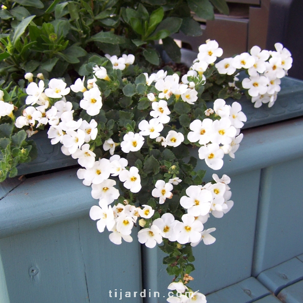 Bacopa "Gulliver'" - Sutera - Hysope d'eau