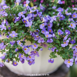 Bacopa "Gulliver'" - Sutera - Hysope d'eau