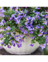 Bacopa "Gulliver'" - Sutera - Hysope d'eau