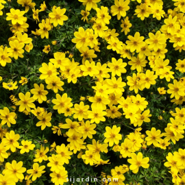 Bidens 'Bidy Gonzales'