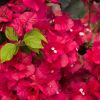 Bougainvillea 'Barbara Karst'