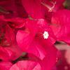 Bougainvillea 'Barbara Karst'