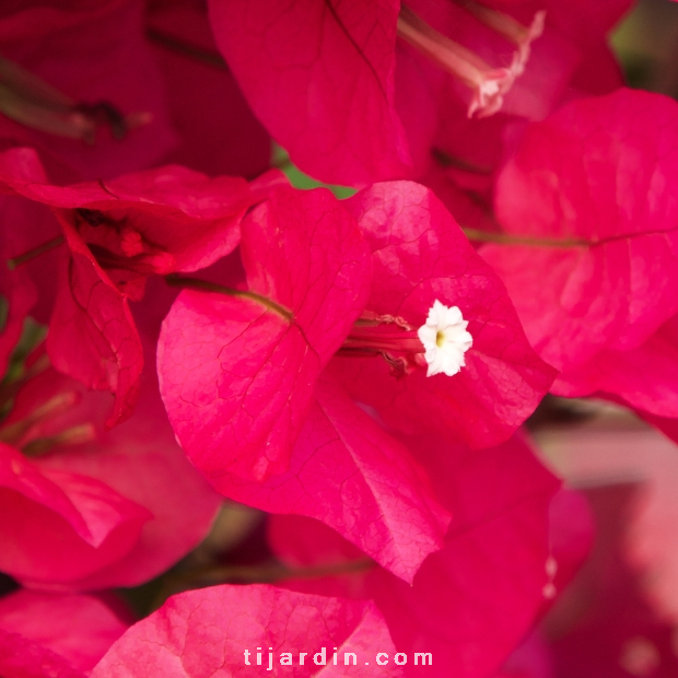 Bougainvillea 'Barbara Karst'