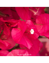 Bougainvillier 'Barbara Karst'