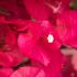 Bougainvillier 'Barbara Karst'