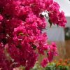 Bougainvillea 'Barbara Karst'