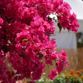 Bougainvillea 'Barbara Karst'