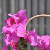 Bougainvillea 'Verone'