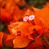 Bougainvillea 'Opale Fire'