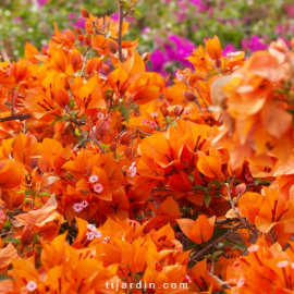 Bougainvillea 'Opale Fire'