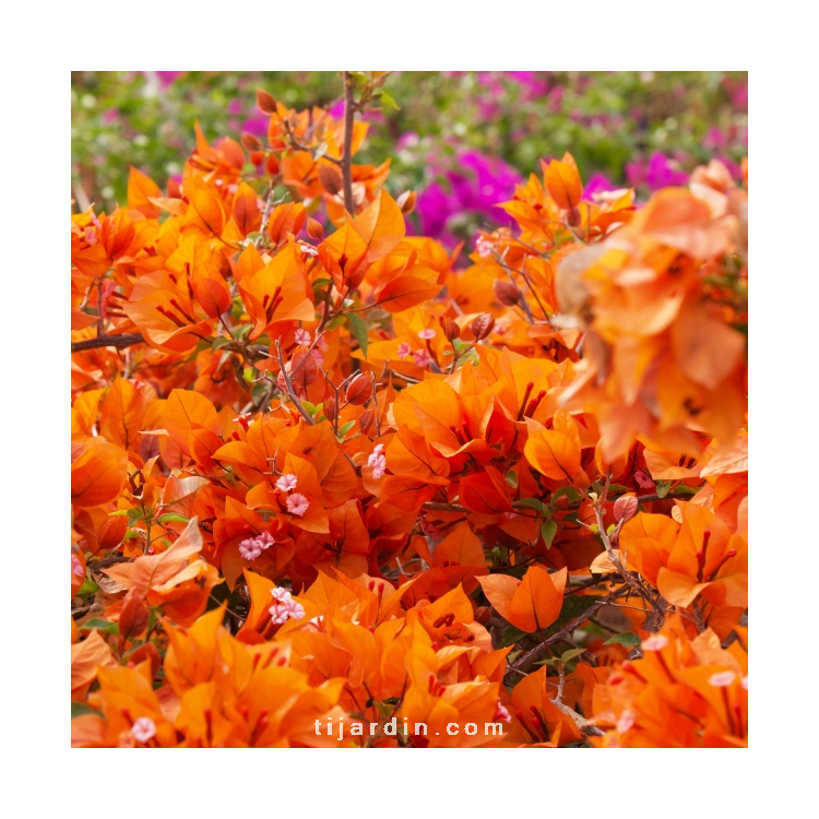 Graines De Bougainvillier Jaune - Sachet De 100 Graines Pour Jardin, Balcon Ou Terrasse