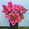 Bougainvillea 'Vera Lynn'