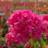 Bougainvillea 'Vera Lynn'