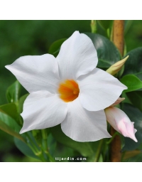 Dipladenia DIAMANTINA® Jade