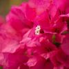 Bougainvillea 'Vera Lynn'