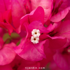 Bougainvillea 'Vera Lynn'