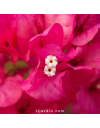 Bougainvillier 'Vera Lynn'