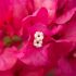 Bougainvillier 'Vera Lynn'