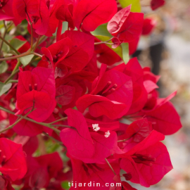 Bougainvillea 'Rubiana'