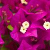 Bougainvillea 'Sanderiana Alexandra'