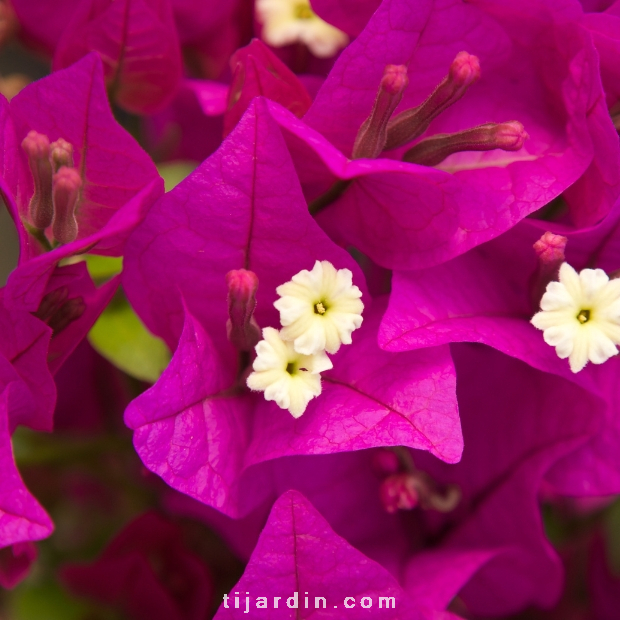 Bougainvillea 'Sanderiana Alexandra' Bougainvillea 'Sanderiana Alexandra'