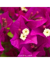 Bougainvillier 'Sanderiana Alexandra'