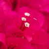 Bougainvillea 'Louisa'