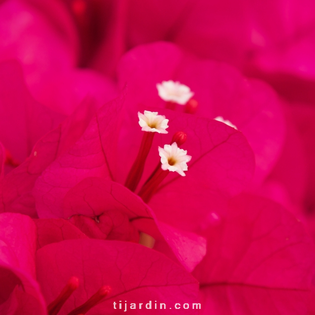 Bougainvillea 'Louisa'