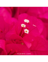 Bougainvillier 'Louisa'