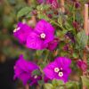 Bougainvillea 'Elisabeth Angus'