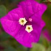 Bougainvillea 'Elisabeth Angus'