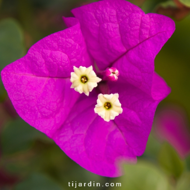 Bougainvillea 'Elisabeth Angus'