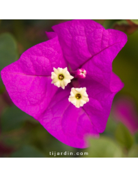 Bougainvillier 'Elisabeth Angus'