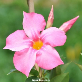 Dipladenia DIAMANTINA® Opale