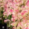 Bougainvillea 'Yannis Delight'