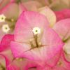 Bougainvillea 'Yannis Delight'