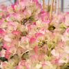 Bougainvillea 'Yannis Delight'