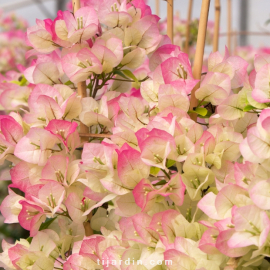 Bougainvillea 'Yannis Delight'