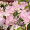 Bougainvillea 'Blush'