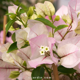 Bougainvillea 'Blush'